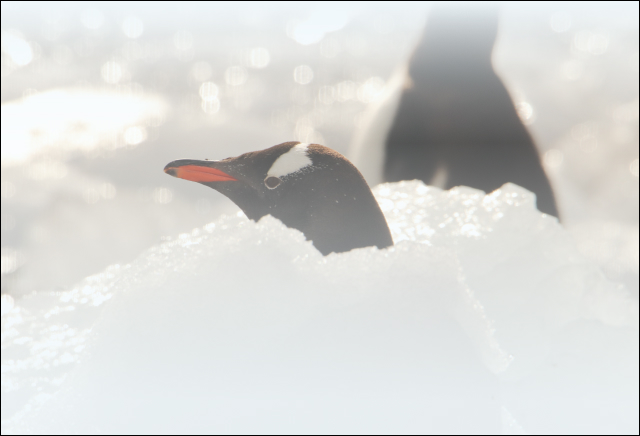 penguin in ice